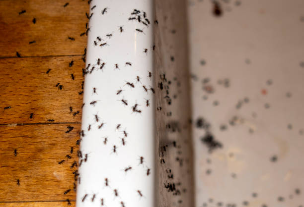 Best Pest Control Near Me  in Milton Freewater, OR