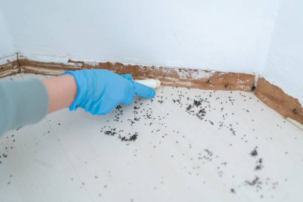 Best Bed Bug Extermination  in Milton Freewater, OR